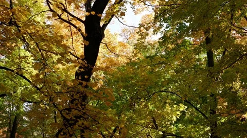 Colored autumn leaves of trees move against the blue sky. Stock Footage 165225481