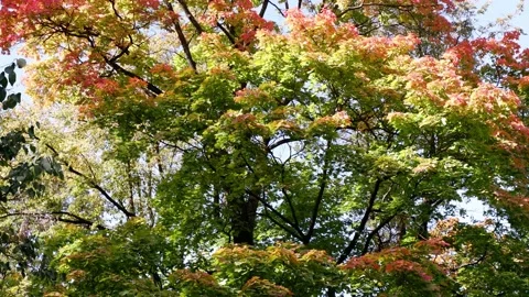 Colored autumn leaves of trees move against the blue sky. Stock Footage 166103258