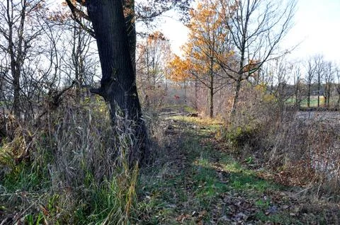 Colored autumn Stock Photos