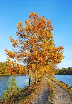 Colored autumn tree Stock Photos