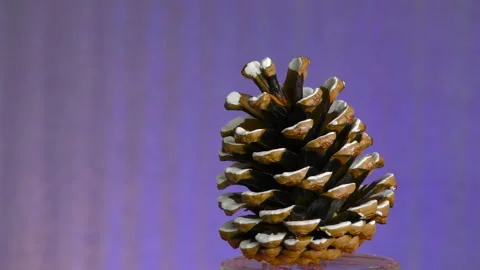 On a colored background, a beautiful Christmas cone rotates Stock Footage 216540741