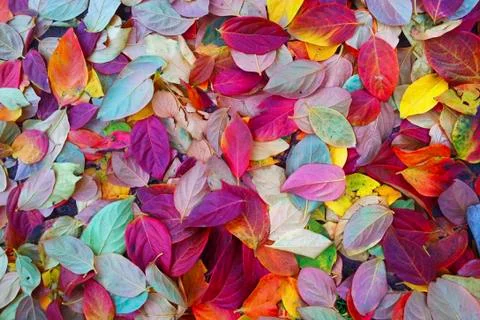 Colored background with a lot of leaves Stock Photos