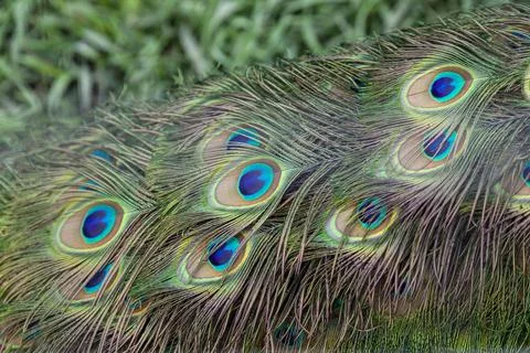 Colored background of pheasant tail feathers. wallpaper and texture Stock Photos