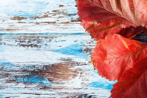 A colored background with red leaves on old boards. Stock Photos