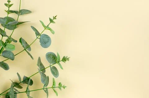 Colored background with sprigs of eucalyptus. Background with place for text Stock Photos