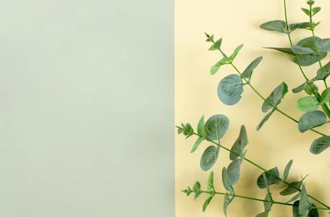 Colored background with sprigs of eucalyptus. Background with place for text Stock Photos