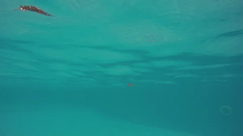 Colored Ball Floats In The Pool Stock-Footage 95040574