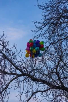 Colored balloons stuck in the branches of a tree, Prague, Czech Republic Stock Photos
