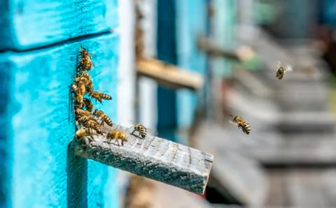 Colored bee hives, the bees return to their hives carrying honey with them. Stock Photos