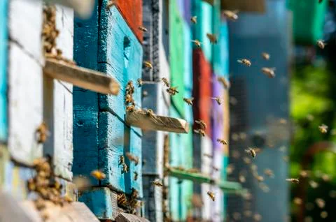 Colored bee hives, the bees return to their hives carrying honey with them. Stock Photos