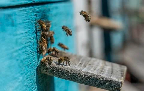 Colored bee hives, the bees return to their hives carrying honey with them. Stock Photos