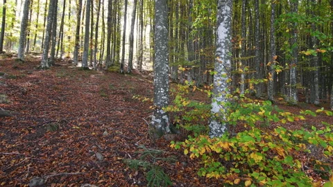 Colored beech forest in autumn. Stock Footage 219471974