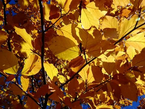 Colored beech leaf Stock Photos