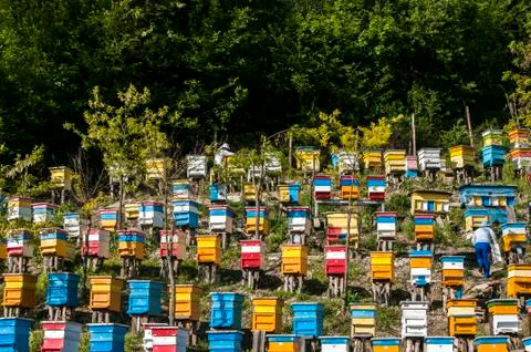 Colored beehives on slope Foto stock
