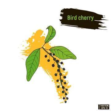 Colored berry, bird cherry sketch. Stockillustratie