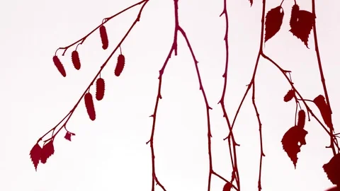 Colored birch twigs Stock Footage 83583474