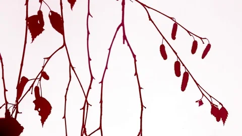 Colored birch twigs Stock Footage 83583789