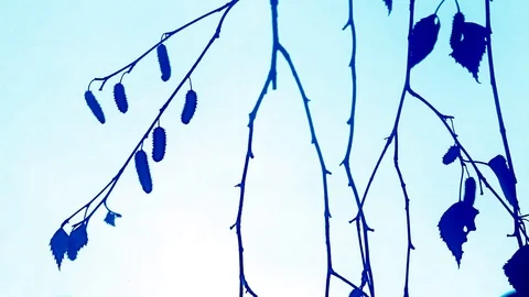 Colored birch twigs Stock Footage 83613080