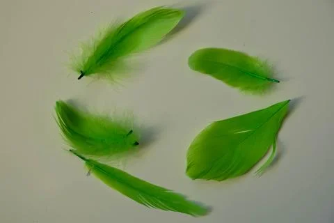 Colored bird feathers in different combinations, boa - female accessory Stock Photos