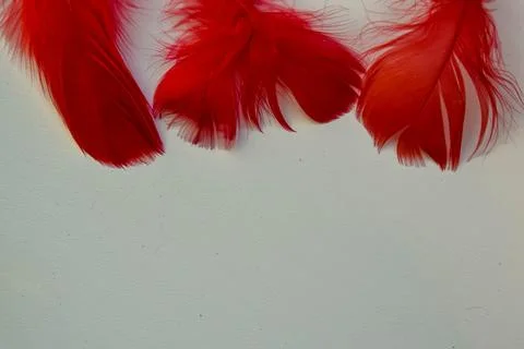 Colored bird feathers in different combinations, boa - female accessory Stock Photos