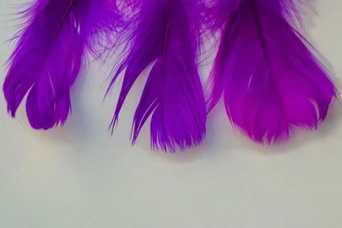 Colored bird feathers in different combinations, boa - female accessory Stock Photos