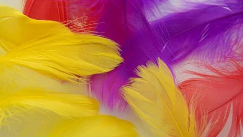 Colored bird feathers in different combinations, boa - female accessory Stock Photos