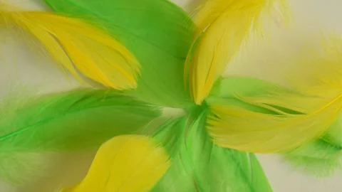 Colored bird feathers in different combinations, boa - female accessory Stock Photos
