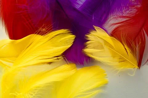 Colored bird feathers in different combinations, boa - female accessory Stock Photos