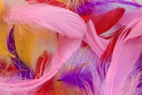 Colored bird feathers in different combinations, boa - female accessory Foto stock