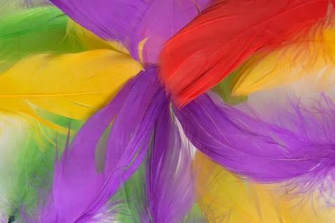 Colored bird feathers in different combinations, boa - female accessory Stock Photos