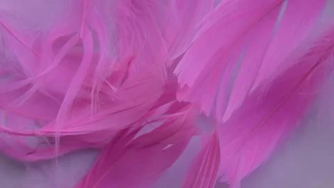 Colored bird feathers in different combinations, boa - female accessory Stock Photos