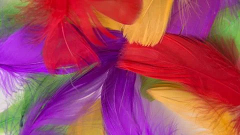Colored bird feathers in different combinations, boa - female accessory Stock Photos