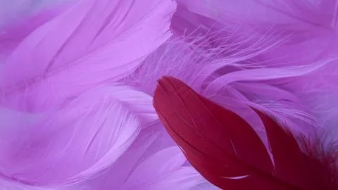 Colored bird feathers in different combinations, boa - female accessory Stock Photos