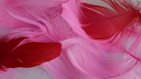 Colored bird feathers in different combinations, boa - female accessory Stock Photos