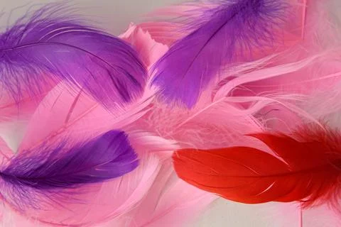 Colored bird feathers in different combinations, boa - female accessory Stock Photos