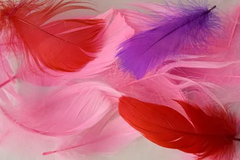 Colored bird feathers in different combinations, boa - female accessory Stock Photos