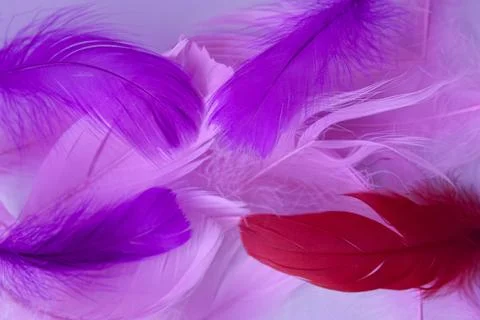 Colored bird feathers in different combinations, boa - female accessory Stock Photos