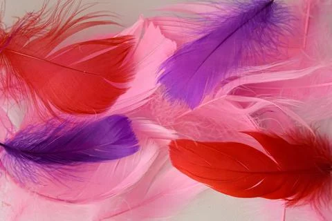 Colored bird feathers in different combinations, boa - female accessory Stock Photos
