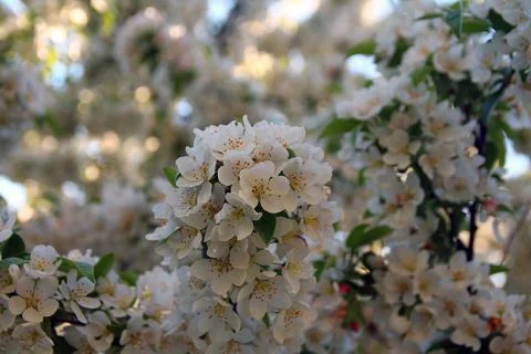 Colored blooming cherry trees in spring Foto stock