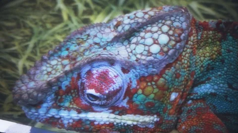 Colored the body of the chameleon Stock Footage 120078387