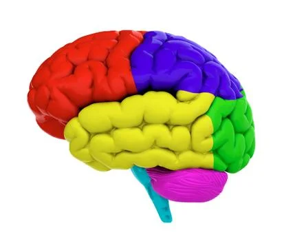 Colored brain Stock Illustration
