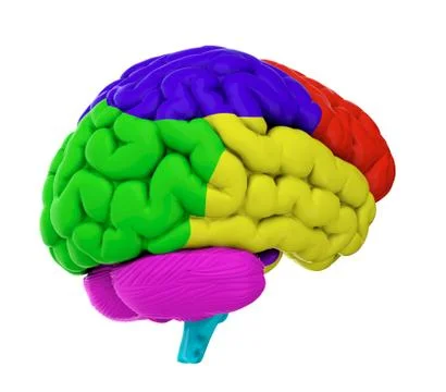 Colored brain Stock Illustration