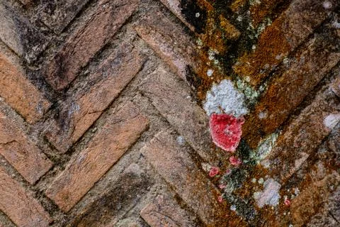 Colored brick wall full of lichen and fungus Stock Photos