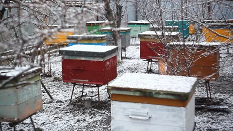 Colored bright beehive during snow in spring. Stock Footage