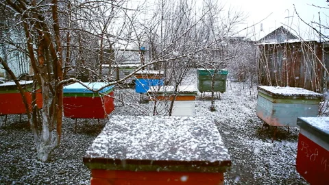 Colored bright beehive during snow in spring. 库存影片 106604191