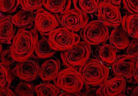 Colored Bright floral background, texture. Studio Photo Stock Photos