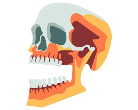 Colored bright human skull. Stock Illustration