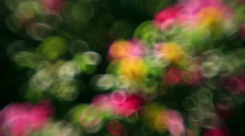 Colored bubbles of defocused flowers, waving on green foliage background Stock Footage 58214455