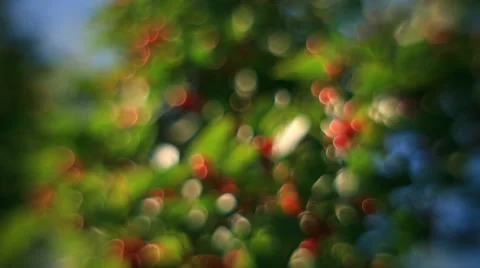 Colored bubbles of defocused green foliage and red berries or blossom Stock Footage 58454582