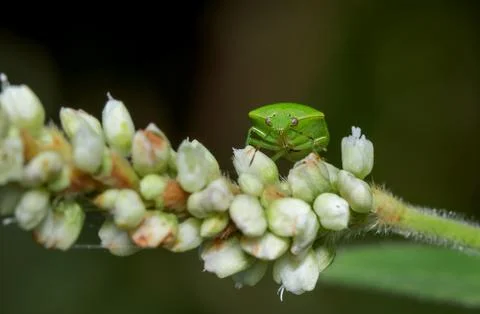 Colored bug on a flower. Stock Photos